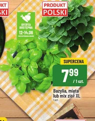 Bazylia Polski