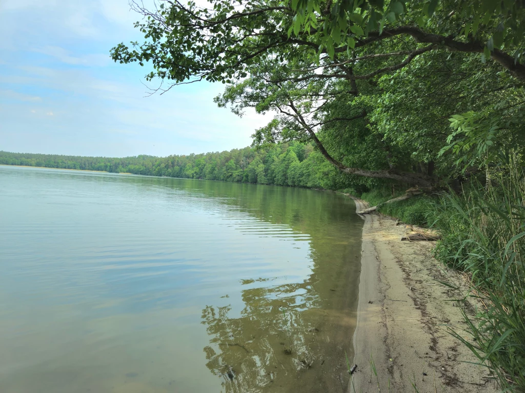 Piaszczysta, wąska plaża nad spokojnym jeziorem, z przejrzystą wodą i gęstym zielonym lasem otaczającym brzeg, gałęzie drzew nachylają się nad taflą wody, pogodny dzień.