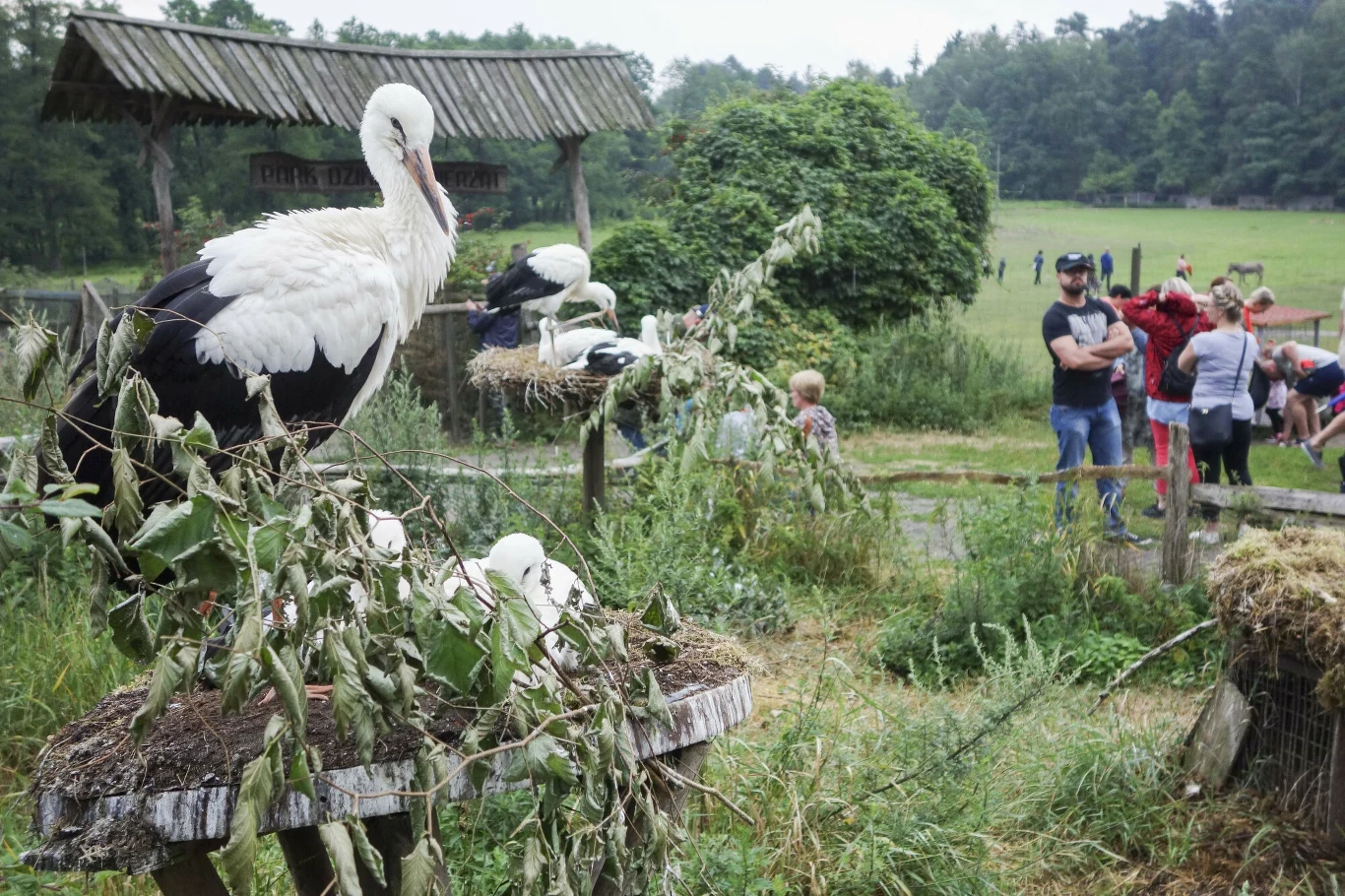 Bociany stojące na gniazdach w zagrodzie otoczonej zielenią, w tle odwiedzający obserwujący ptaki, urozmaicona roślinność i naturalny krajobraz wokół zagrody.