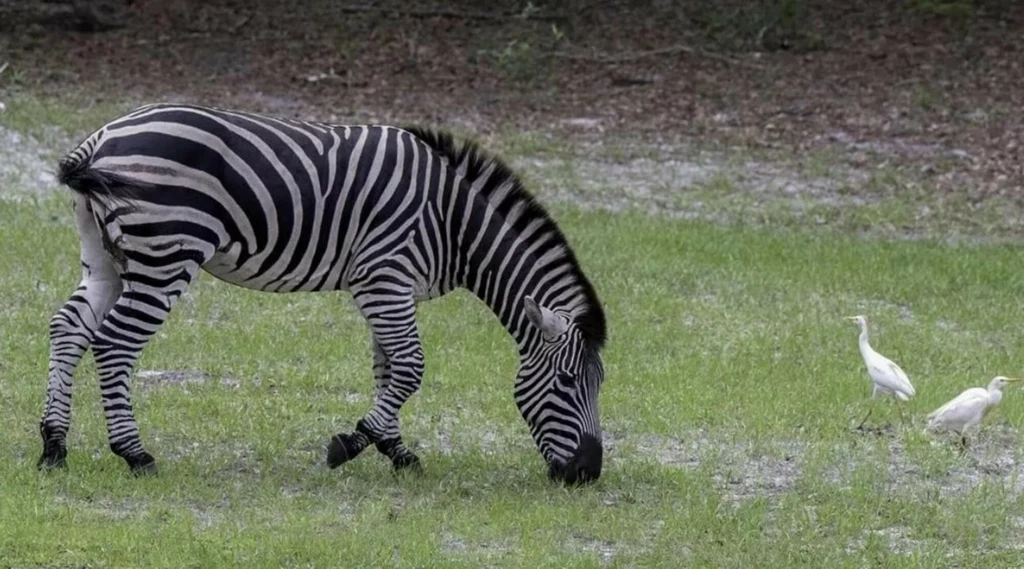 Zebra gwiazdą internetu. Przez tydzień krążyła po USA Zebra gwiazdą internetu. Przez tydzień krążyła po USA