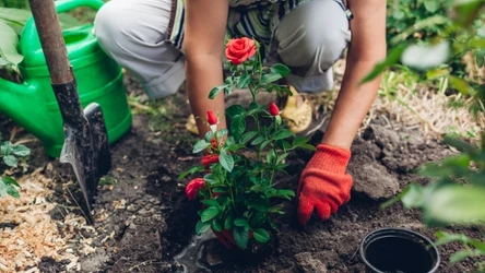 Przed sadzeniem roślin, sprawdź ich wymagania. W przeciwnym wypadku możesz je zmarnować. 