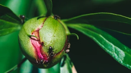 Mrówki na piwoniach mogą świadczyć o obecności mszyc. 