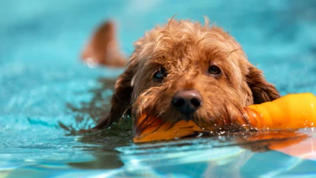 Psy potrzebują ochłody w trakcie upałów 