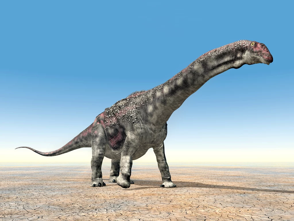 Diamantinazaur był 16-tonowym zauropodem z Australii Diamantinazaur był 16-tonowym zauropodem z Australii