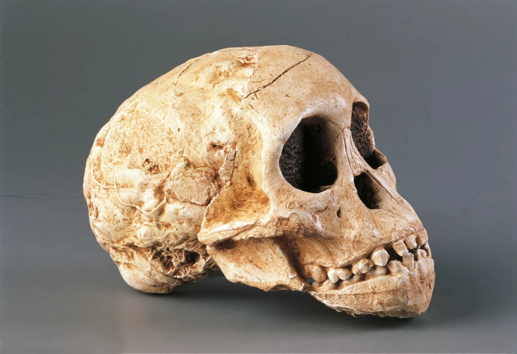 Charakterystyczne dołki widoczne były u Australopithecus, ale nie u Australopithecus Africanus (czaszka na zdj.) Charakterystyczne dołki widoczne były u Australopithecus, ale nie u Australopithecus Africanus (czaszka na zdj.)