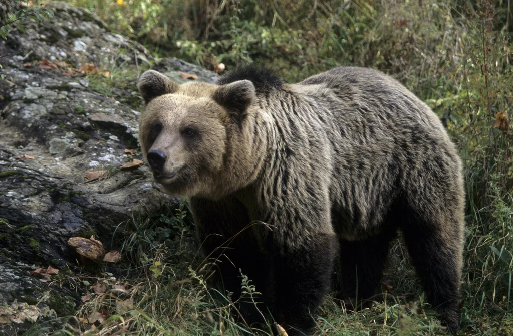 Niedźwiedzie rzadko atakują ludzi. Robią to tylko w sytuacji, która im zagraża Niedźwiedzie rzadko atakują ludzi. Robią to tylko w sytuacji, która im zagraża