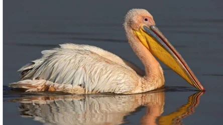 Pelecanus onocrotalus - co to za ptak?