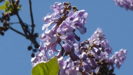 Cudowne drzewo, które miało pokonać ocieplenie klimatu. Dzisiaj jest już gatunkiem inwazyjnym