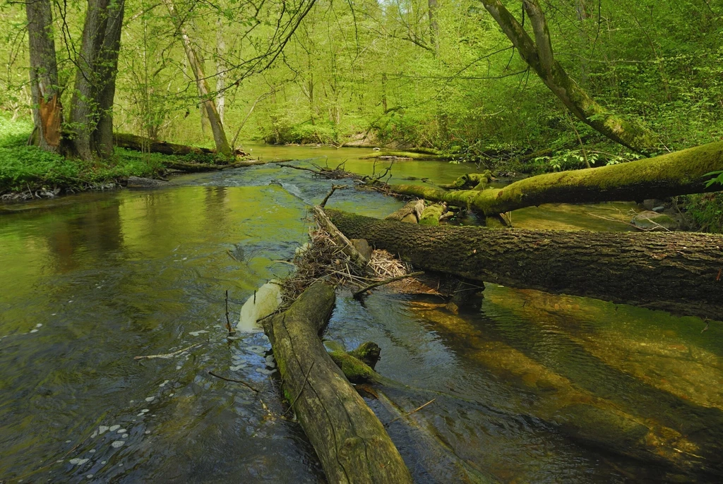 Rezerwat "Las Warmiński" i przełom rzeki Łyny miedzy jeziorem Ustrych a wsią Ruś Mała rzeczka przepływa przez las. Na rzece leżą powalone drzewa porośnięte mchem. Brzegi rzeki porośnięte są zieloną roślinnością. Słońce delikatnie oświetla rzekę i drzewa, tworząc spokojny, naturalny krajobraz.