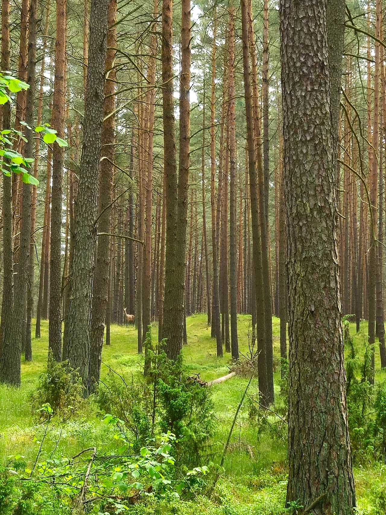 W Lesie Warmińskim można spotkać liczne zwierzęta, które co ciekawe, nie uciekają w popłochu przed człowiekiem. Dzięki temu można uwiecznić je na zdjęciu Sosnowy las z bujną zieloną roślinnością pokrywającą dno lasu, w oddali widoczna sarna