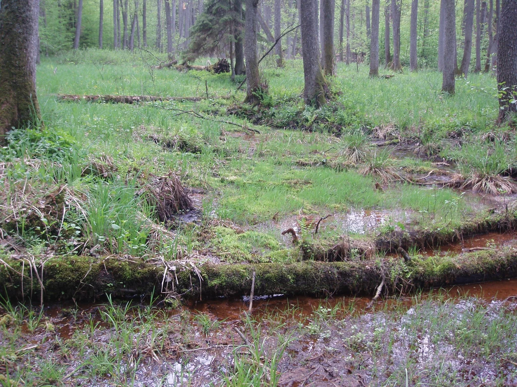 Źródlisko przy rzece Łynie, na terenie rezerwatu Las Warmiński, tuż za wsią Ruś Mokradła w lesie z małym strumieniem i kępami trawy, porośnięte mchem