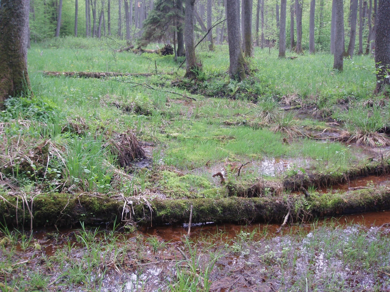 Mokradła w lesie z małym strumieniem i kępami trawy, porośnięte mchem