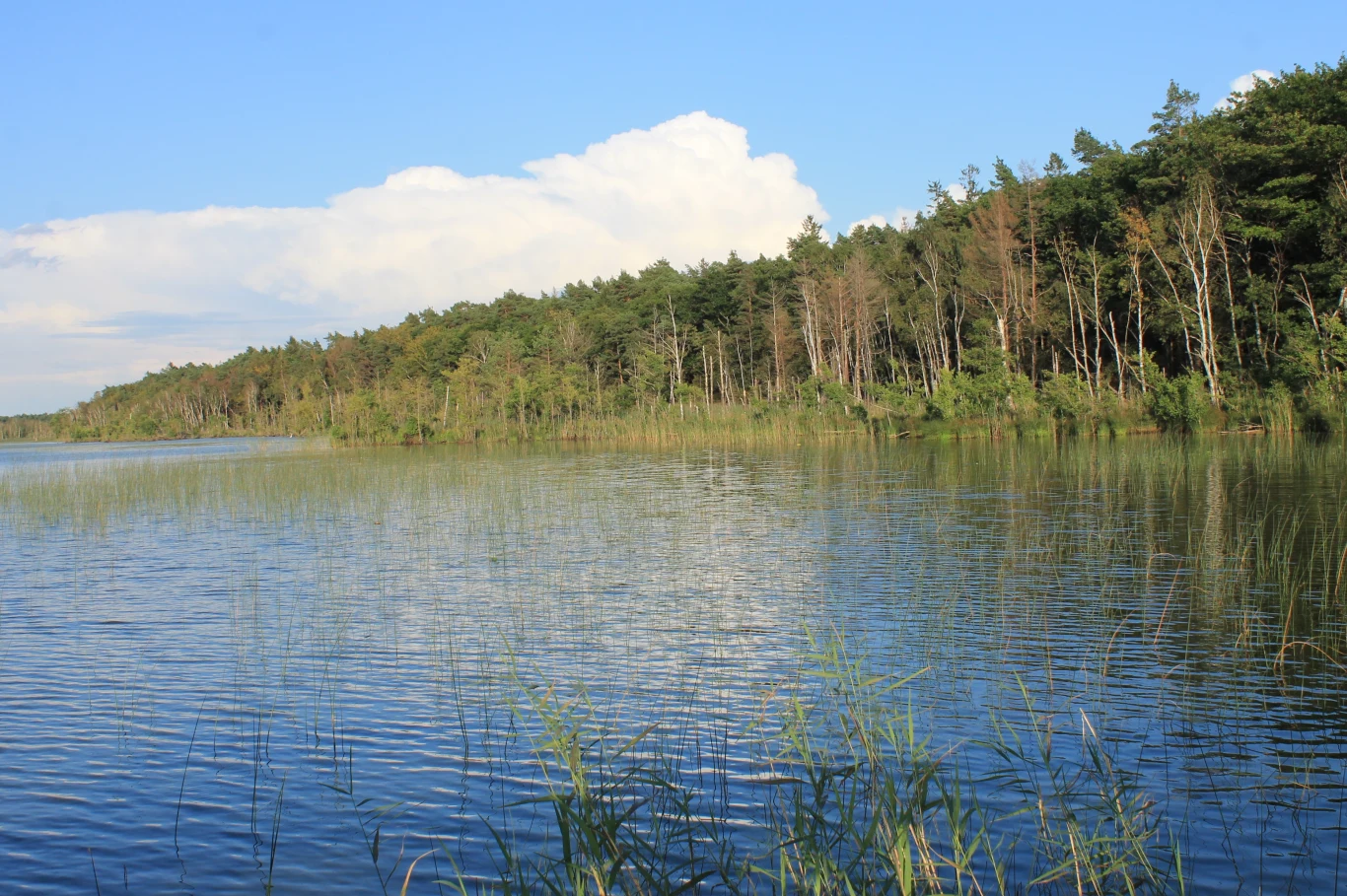 Spokojne jezioro z lasem w tle i trzcinami na pierwszym planie. Niebo jest niebieskie z kilkoma białymi chmurami. Woda jest spokojna i odbija las i niebo. Trzciny dodają głębi zdjęciu i tworzą naturalną ramę wokół tafli wody. Ogólna atmosfera zdjęcia j...