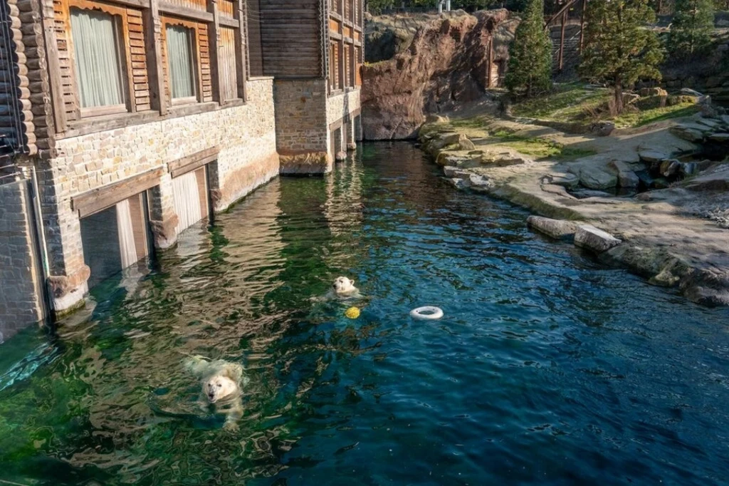 Wyjątkowe miejsce noclegowe z widokiem na zwierzęta Dwa niedźwiedzie polarne pływają w wodzie. Jeden z nich bawi się żółtą piłką, a drugi białym, pływającym kołem. W tle widać budynek z kamienia i drewna, a także skaliste i zielone otoczenie.