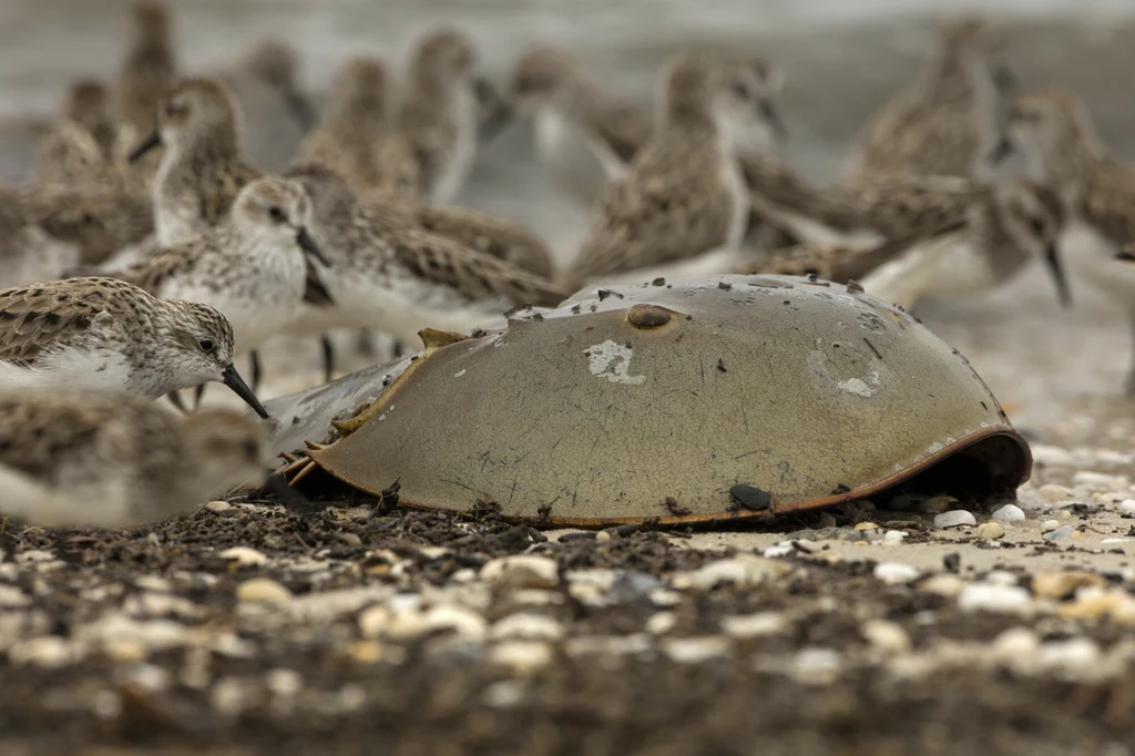Skrzypłocz na plaży stanu Delaware na wschodnim wybrzeżu USA Martwy skrzypłocz na plaży, otoczony przez stado ptaków brzegowych żerujących w jego pobliżu