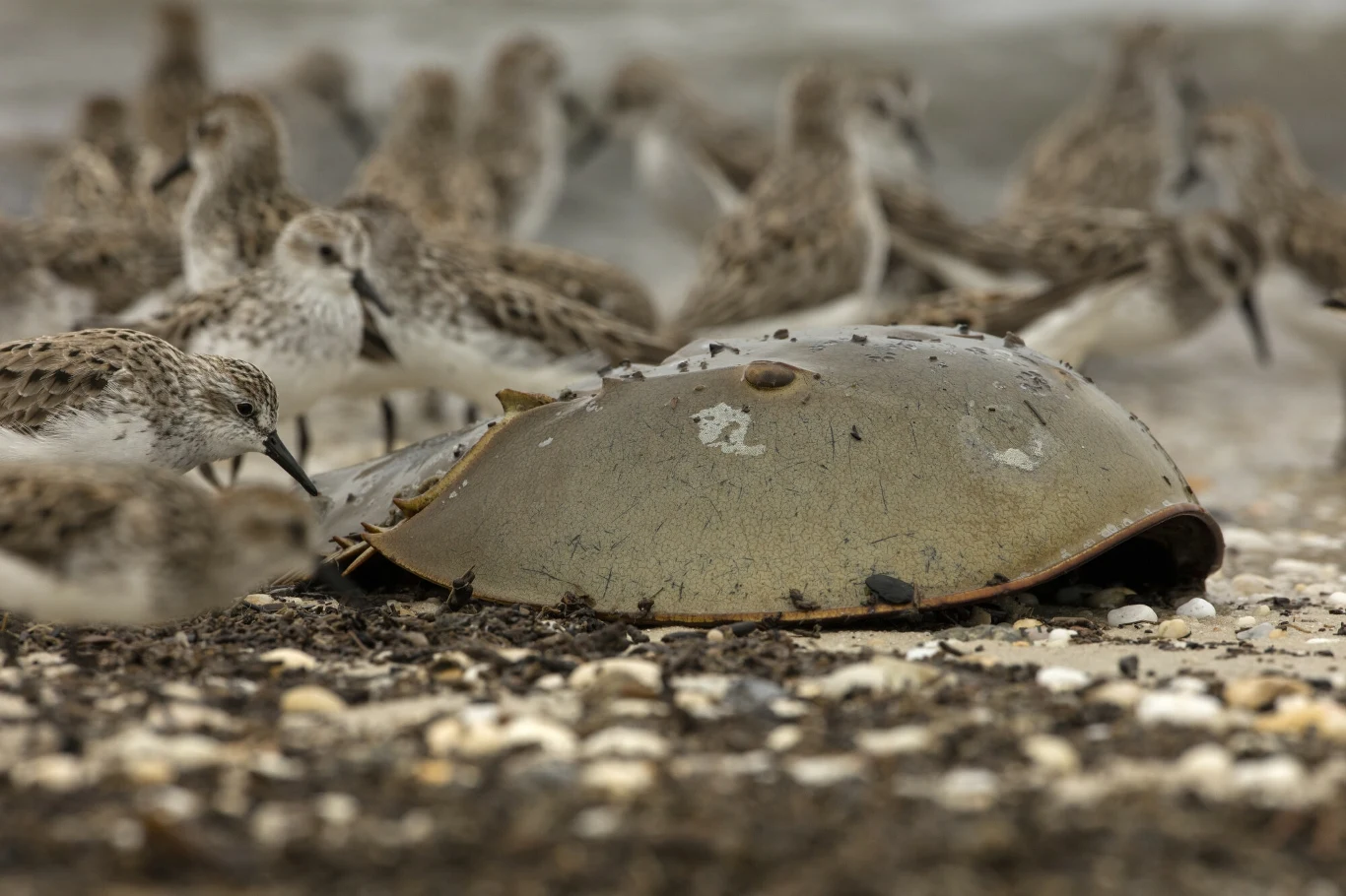 Martwy skrzypłocz na plaży, otoczony przez stado ptaków brzegowych żerujących w jego pobliżu