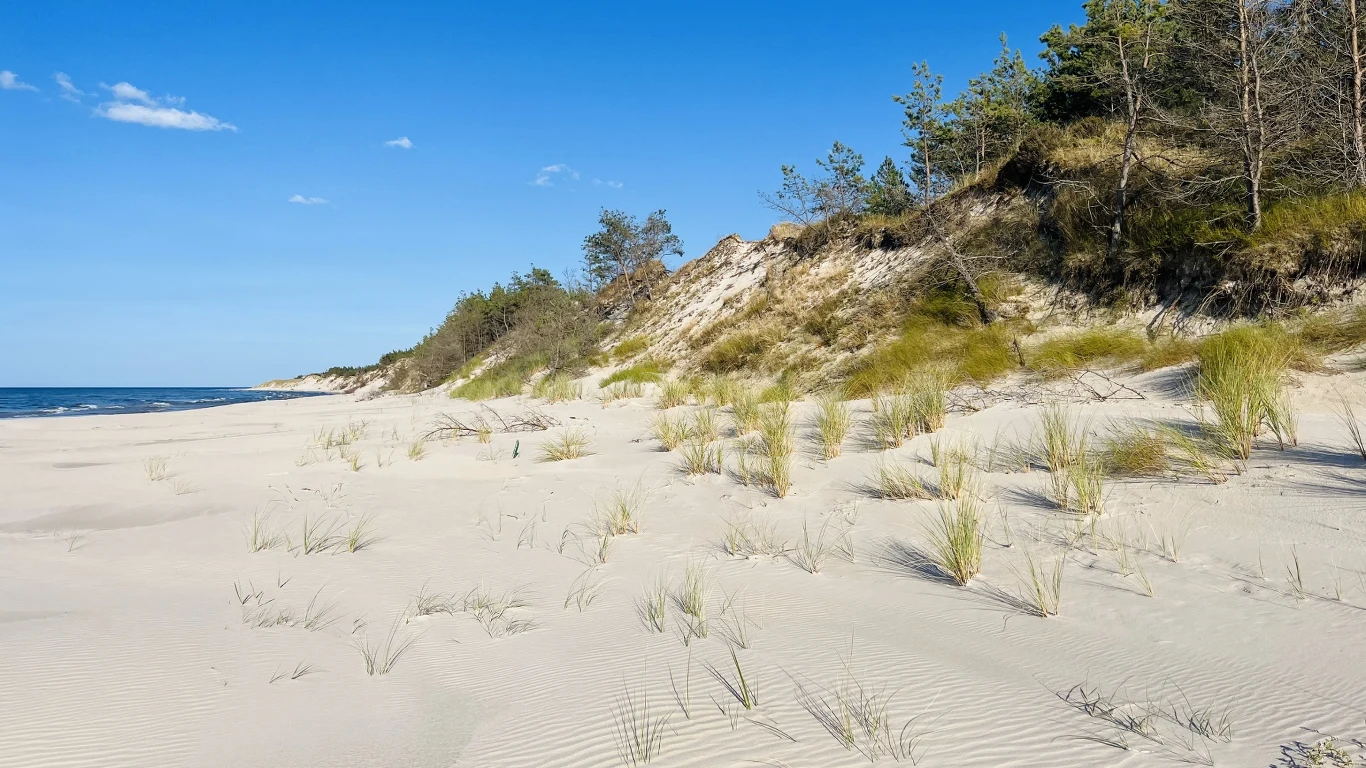 Piaszczysta plaża z rozrzuconymi kępami zielonej trawy, w tle wydmy porośnięte sosnowym lasem przy jasnoniebieskim niebie