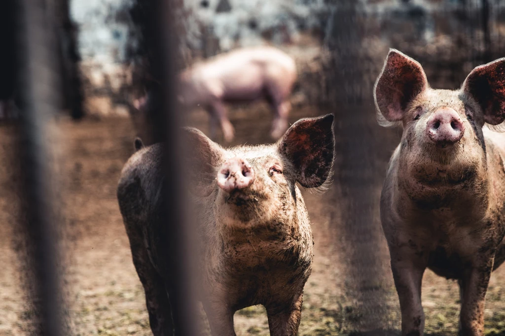 Świnie mogły zostać udomowione w południowych Chinach Dwie brudne świnie stojące w zagrodzie, otoczone metalowymi prętami, w tle widoczna kolejna świnia na rozmytym tle.