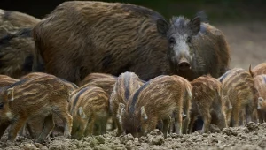 Koniec polowań na dziki na północy Polski. Przełomowa decyzja