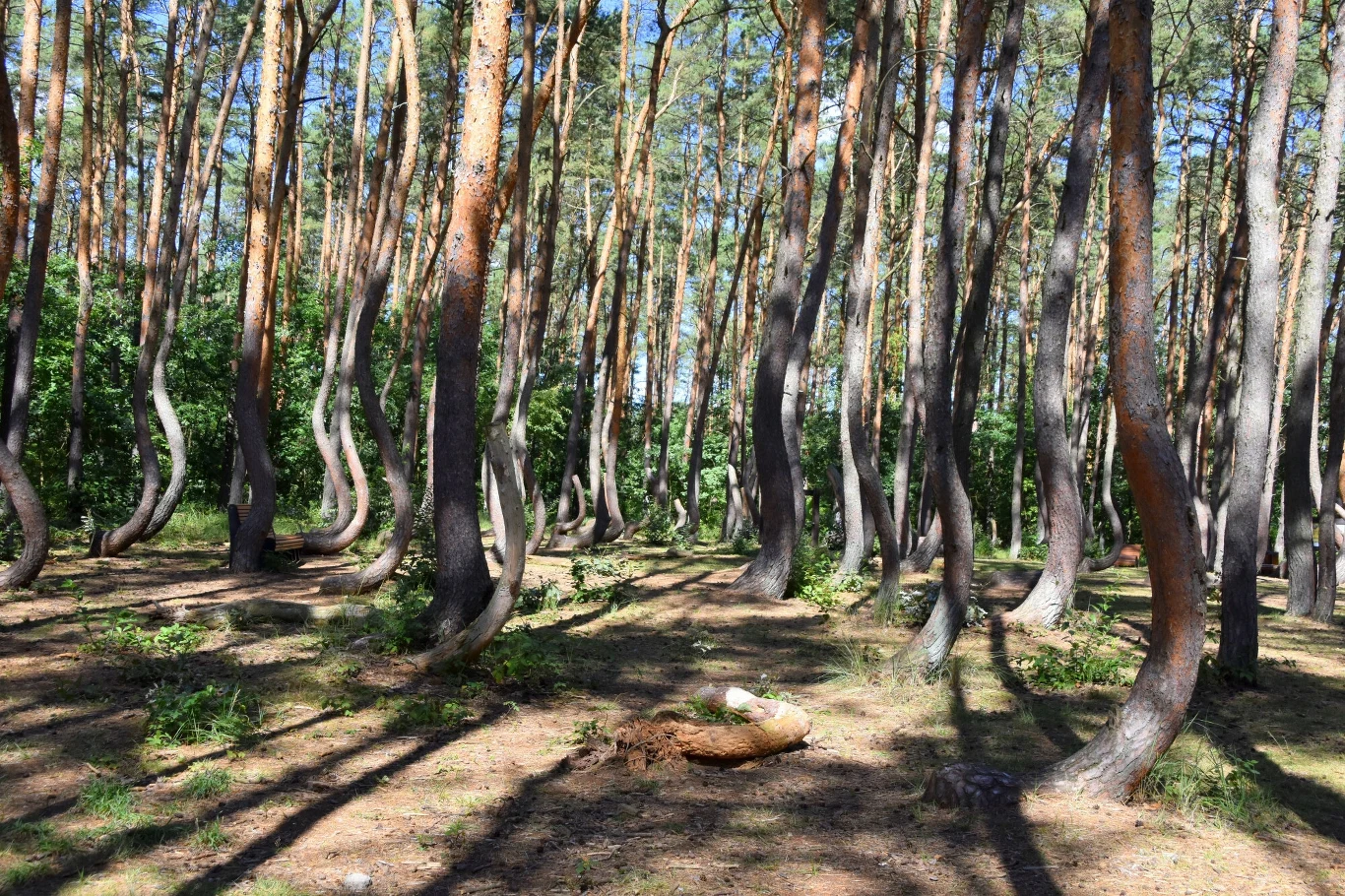 Bajkowe miejsca w Polsce Las z licznymi sosnami o charakterystycznie powykręcanych pniach na tle jasnego nieba, promienie słoneczne przebijające się przez korony drzew oraz leżący na ziemi powalony fragment drzewa.