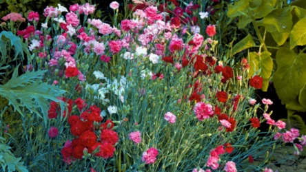 Co zrobić, żeby goździki zakwitły drugi raz?