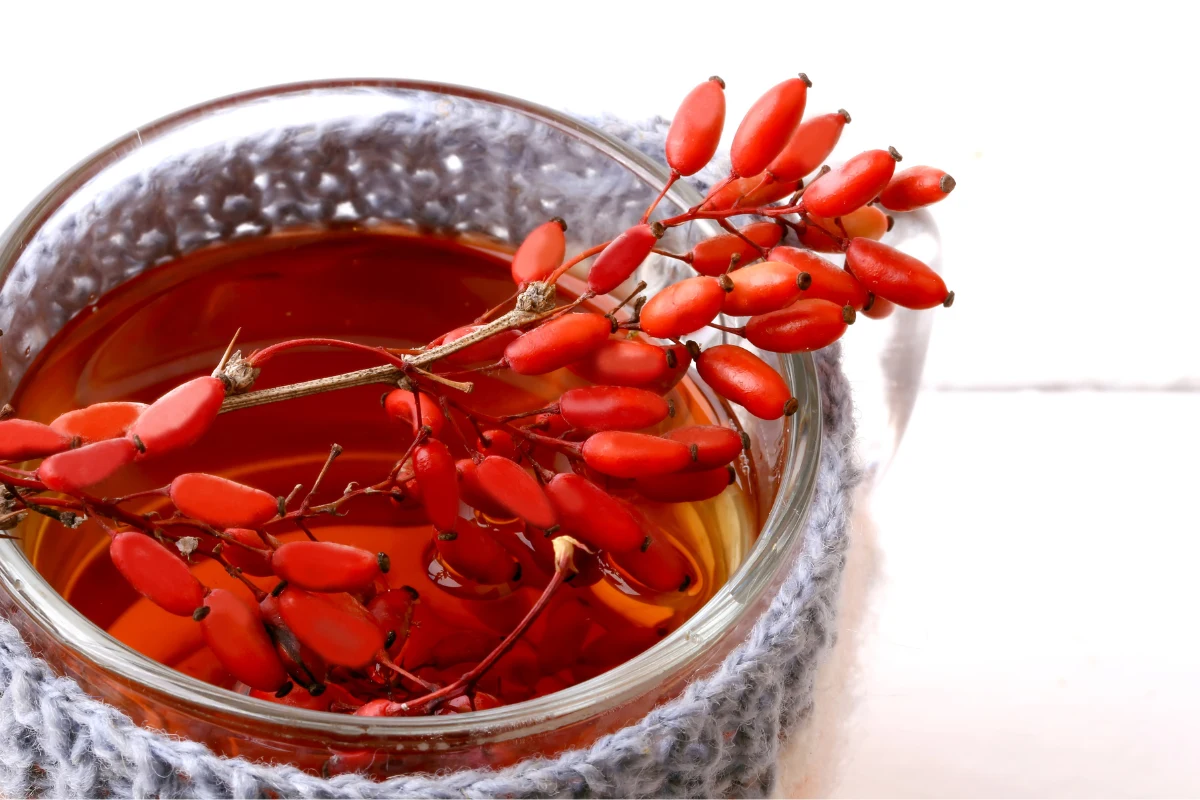 Wyciąg lub owoce berberysu włącz do walki z otyłością i nadciśnieniem Wyciąg lub owoce berberysu włącz do walki z otyłością i nadciśnieniem