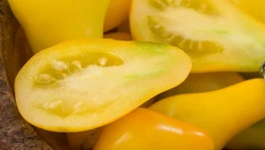 Żółte pomidory zawierają więcej polifenoli niż czerwone.