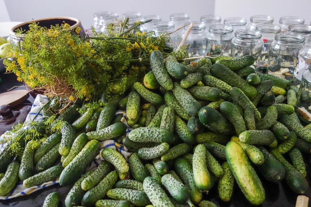 Zaopatrz się w dorodne wiechcie świeżego kopru ogrodowego, a twoje ogórki będą smakować najlepiej na świecie! Świeże ogórki gruntowe ułożone na stole, obok nich pęczek koperku, w tle szereg pustych słoików szklanych przygotowanych do wekowania.