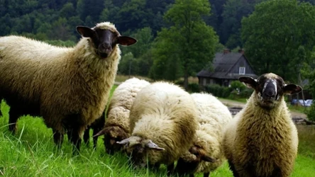 Ojcowski zainwestował w naturalne kosiarki. Turyści mogą podziwiać pracę owiec i kóz 