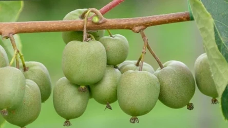 Nowe odmiany minikiwi wyhodowano tradycyjnymi metodami krzyżowania i selekcji, a nie poprzez inżynierię genetyczną