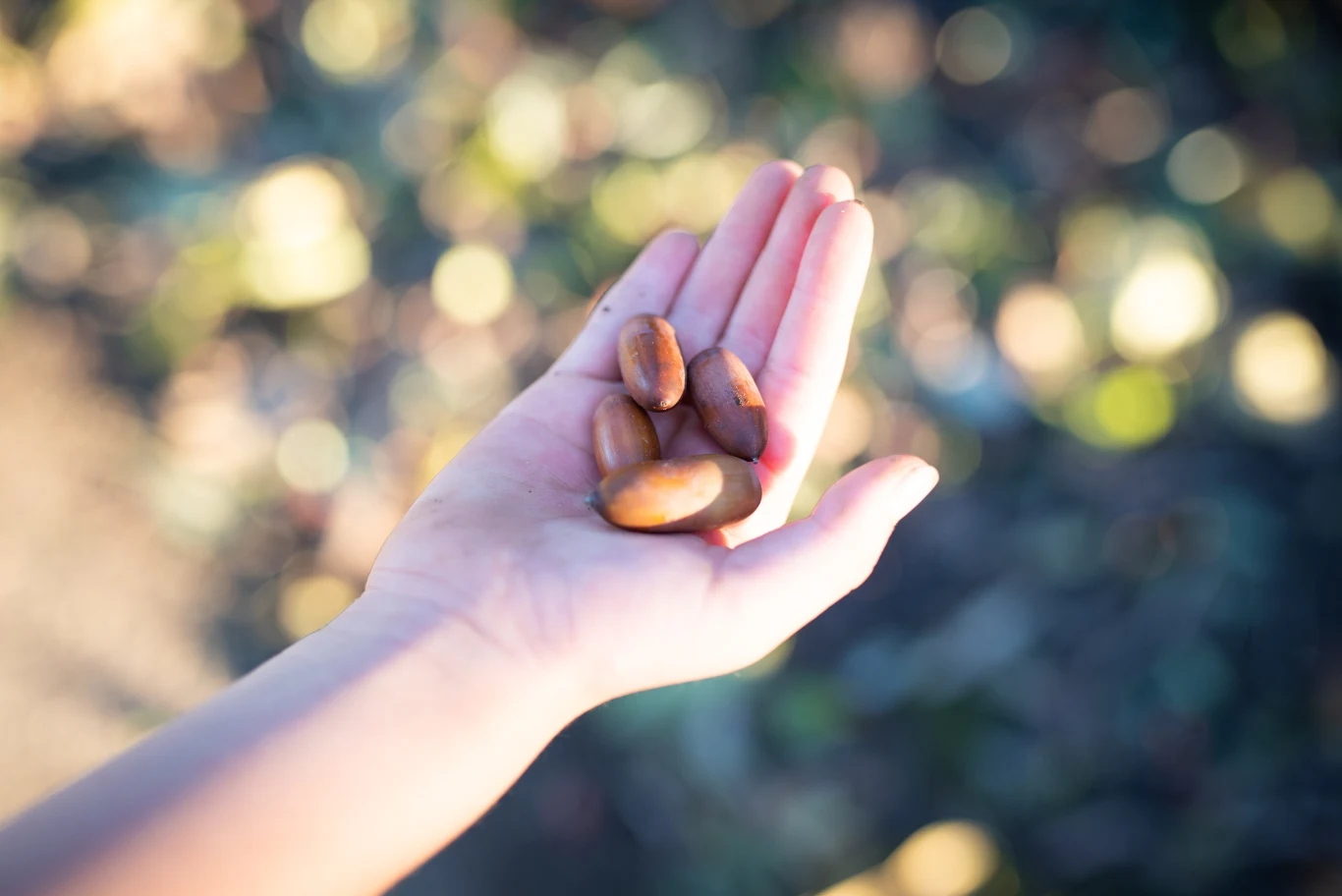 Żołędzie są w stanie "zneutralizować" pecha, który może nam towarzyszyć w piątek trzynastego Żołędzie są w stanie "zneutralizować" pecha, który może nam towarzyszyć w piątek trzynastego