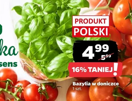 Bazylia w doniczce Polski