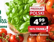 Bazylia w doniczce Polski