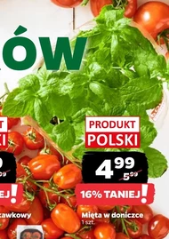 Mięta Polski