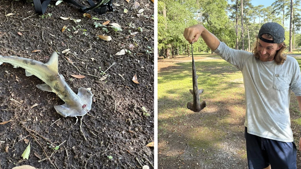 W USA na pole golfowe nagle spadł... rekin W USA na pole golfowe nagle spadł... rekin