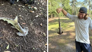 Golfiści byli zaskoczeni. Rekin spadł z nieba na trawę