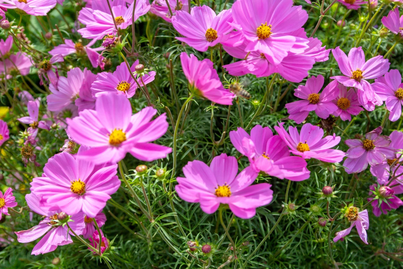 Kwiaty kosmosu o intensywnie różowych płatkach wyrastające na tle zielonych liści, liczne kwiatostany z żółtymi środkami, gęste skupisko roślin tworzące barwną kompozycję.