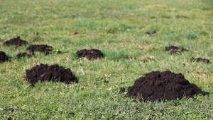 Włóż jeden listek do kopca kreta. Szkodnik w mig wyniesie się z ogródka