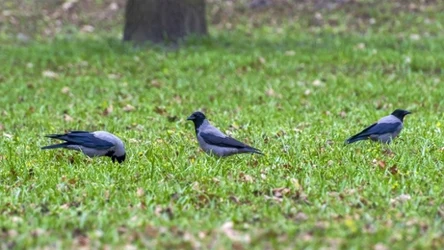 Wrony siwe atakują w Warszawie. Mieszkańcy nie wiedzą już, co robić 