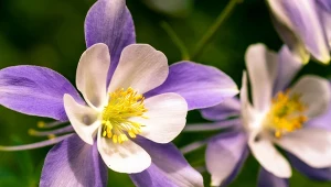 Ma piękne kwiaty i jest naturalną tarczą na ślimaki. Idealna roślina dla początkujących