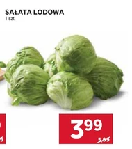 Sałata lodowa