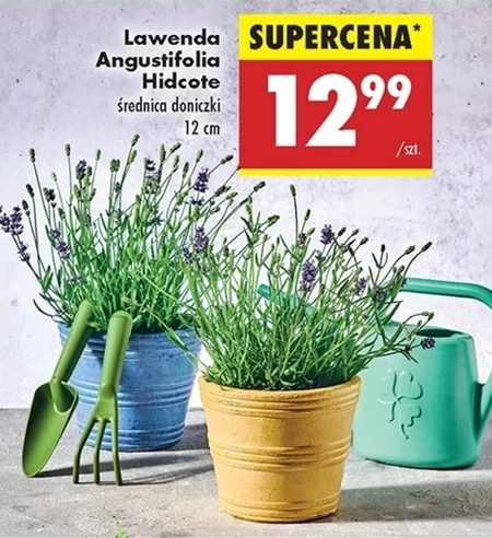 Lawenda