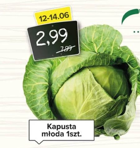 Kapusta młoda