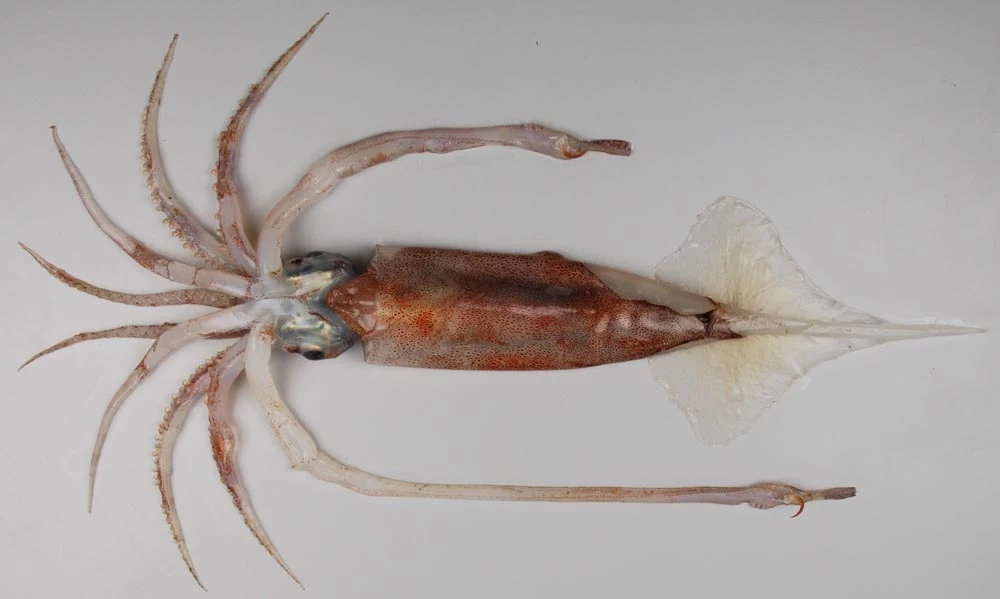 Badacze po raz pierwszy zaobserwowali kałamarnicę Gonatus antarcticus w jej naturalnym środowisku ponad 2000 metrów pod powierzchnią wody Badacze po raz pierwszy zaobserwowali kałamarnicę Gonatus antarcticus w jej naturalnym środowisku ponad 2000 metrów pod powierzchnią wody