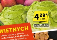Sałata lodowa