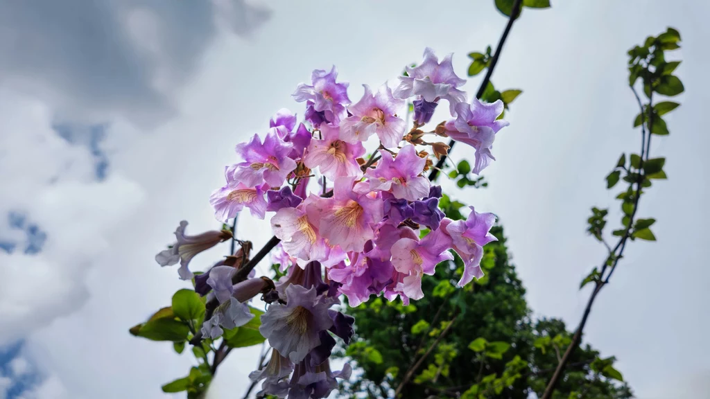 Paulownia omszona (znana także jako drzewo cesarzowej) ma piękne, fioletowo-białe i pachnące kwiaty Kwiatostan w odcieniach fioletu i różu na tle nieba z rozproszonymi chmurami oraz pnącym się pędem rośliny i fragmentem zieleni.