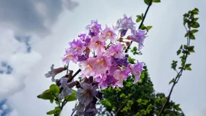 To najpiękniejsze ozdobne drzewko, jakie widziałam. Całe w liliowych kwiatach