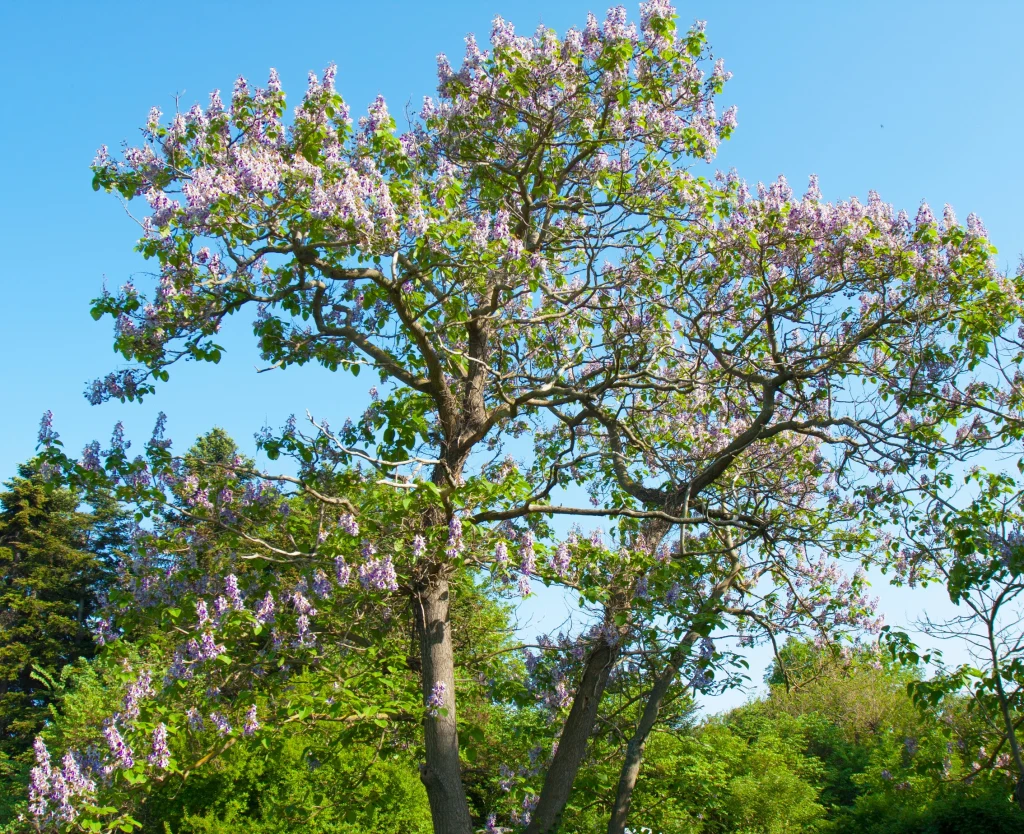 Paulownia omszona to piękne, ale niebezpieczne drzewo Paulownia omszona to piękne, ale niebezpieczne drzewo