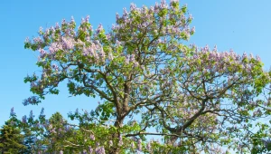 Widowiskowe drzewo zachwyca kwiatami. Coraz więcej krajów go zakazuje
