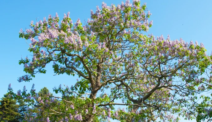 Paulownia omszona to piękne, ale niebezpieczne drzewo